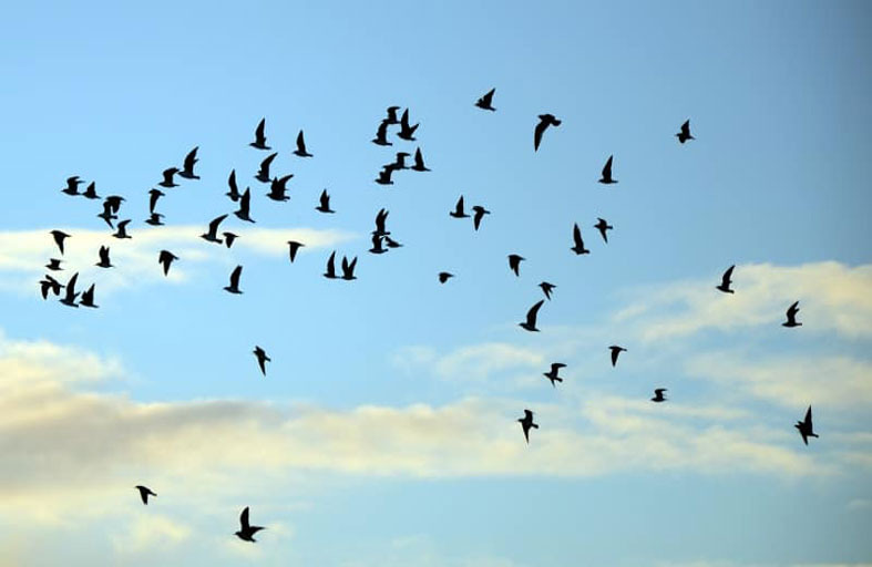 اكتشاف علمي مدهش لكيفية تغذي الطيور خلال الهجرات الجماعية عبر القارات