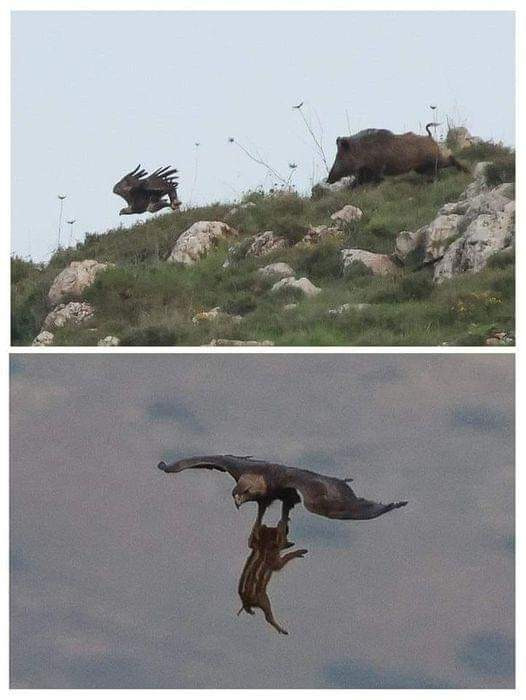 بالصورة.. النسر الذهبي النادر يصطاد "الخنوص" في بلدة عميق