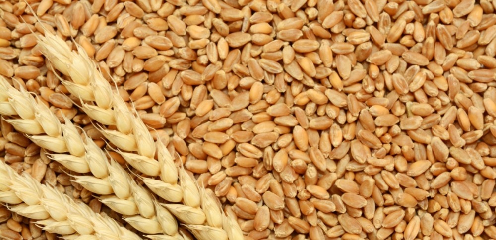 السعودية تشتري 624 ألف طن من القمح
