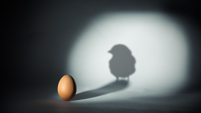 أيهما ظهر أولا.. البيضة أم الدجاجة؟.. دراسة تحل اللغز