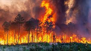 للحدّ من خطر الحرائق… طلب من وزارة البيئة