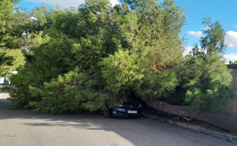 بالصور - العاصفة تطيح بشجرة معمرة في صيدا وتضرر سيارة!